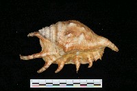 藏品(蜘蛛螺)的圖片